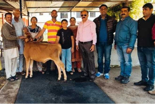 पशुपालकों के लिए खुशखबरी, नर बछड़े खरीद रही सरकार 